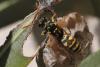 Polistes dominula